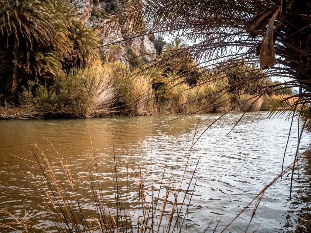 Preveli Beach Palm Forest