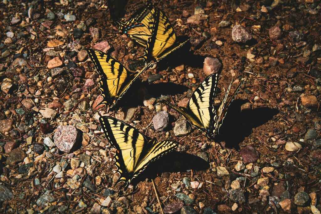Vallei van de Vlinders Rhodos_drie-gele-vlinders-zittend-op-een-rotsgrond